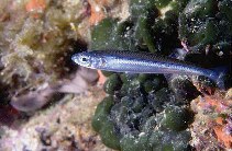 Image of Atherina hepsetus (Mediterranean sand smelt)