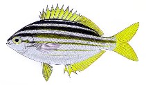 Image of Atypichthys strigatus (Australian mado)