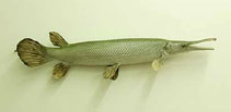 Image of Atractosteus tristoechus (Cuban gar)