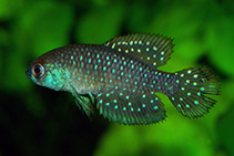 Image of Austrolebias affinis 