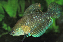 Image of Austrolebias bellottii (Argentine pearlfish)