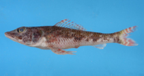 Image of Leptaulopus damasi 