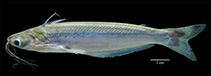 Image of Auchenipterus dentatus 