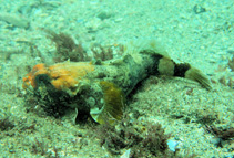 Image of Austrobatrachus foedus (Puzzled toadfish)