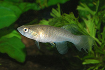 Image of Austrofundulus guajira 