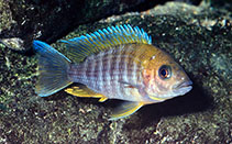 Image of Aulonocara jacobfreibergi (Fairy cichlid)