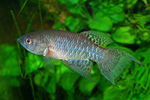 Image of Austrofundulus leohoignei 