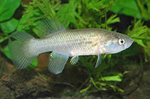 Image of Austrofundulus myersi 