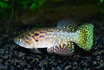 Image of Austrofundulus myersi 