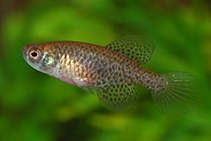 Image of Austrolebias nigripinnis (Blackfin pearlfish)