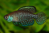 Image of Austrolebias nigripinnis (Blackfin pearlfish)