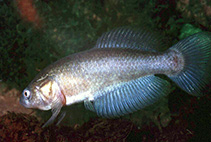 Image of Austrolebias nonoiuliensis 