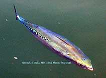 Image of Auxis rochei (Bullet tuna)