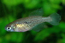 Image of Austrolebias toba 