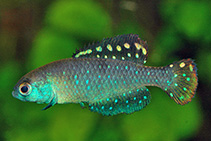 Image of Austrolebias toba 