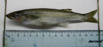 Image of Basilichthys archaeus 