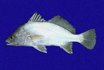 Image of Bairdiella armata (Armed croaker)