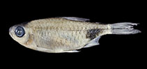 Image of Bathyaethiops atercrinis (Black fin moon tetra)