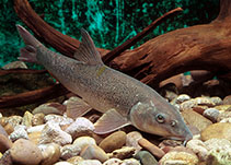 Image of Barbus barbus (Barbel)