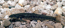 Image of Barbatula barbatula (Stone loach)