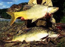 Image of Labeobarbus bynni (Niger barb)