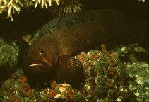 Image of Bathymaster caeruleofasciatus (Alaskan ronquil)