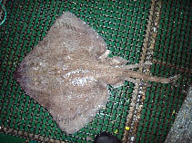 Image of Bathyraja cousseauae (Joined-fins skate)