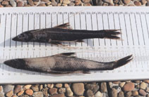 Image of Bathypterois dubius (Spiderfish)