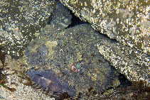 Image of Batrachomoeus dubius (Eastern frogfish)