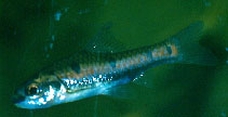 Image of Enteromius erythrozonus 