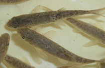 Image of Barbus haasi (Catalonian barbel)