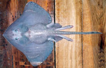 Image of Bathyraja isotrachys (Raspback skate)