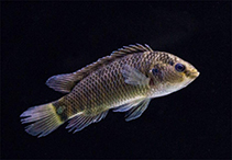 Image of Badis limaakumi 