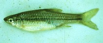 Image of Enteromius luikae (Luika barb)