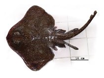 Image of Bathyraja macloviana (Patagonian skate)