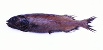 Image of Bajacalifornia megalops (Bigeye smooth-head)