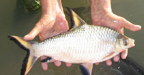 Image of Balantiocheilos melanopterus (Tricolor sharkminnow)