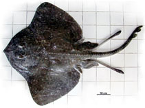 Image of Bathyraja multispinis (Multispine skate)