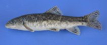 Image of Barbus niluferensis (Simav Barbel)