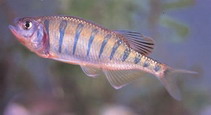 Image of Opsarius pulchellus 