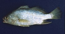 Image of Bairdiella ronchus (Ground croaker)