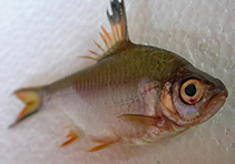 Image of Barbonymus schwanefeldii (Tinfoil barb)