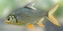 Image of Barbonymus schwanefeldii (Tinfoil barb)