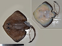 Image of Arctoraja sexoculata (Simushir skate)