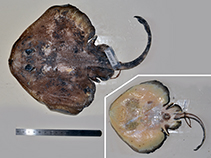 Image of Arctoraja sexoculata (Simushir skate)