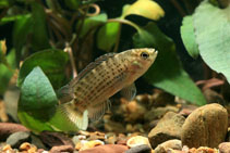 Image of Badis siamensis 