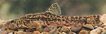 Image of Barbatula sturanyi 