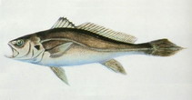 Image of Bahaba taipingensis (Chinese bahaba)