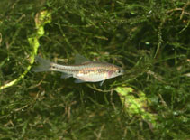 Image of Enteromius venustus (Red Pangani barb)