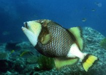 Image of Balistoides viridescens (Titan triggerfish)